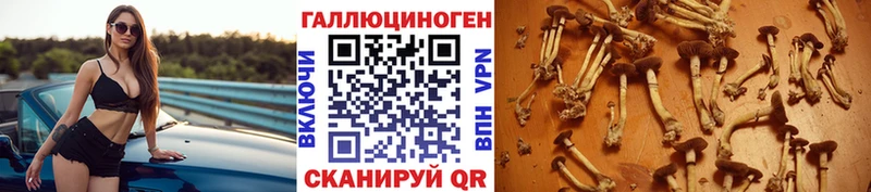 купить закладку  Славянск-на-Кубани  Псилоцибиновые грибы Psilocybe 